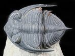 Zlichovaspis, Sculptoproetus?, Reedops Trilobite Association #46602-2